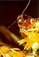 A Garden Tiger Moth (Arctia caja) crawling over the Ragwort. (Photo by: Steve J. McWilliam)