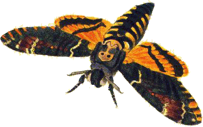 The Deaths-head Hawk-moth - Acherontia atropos