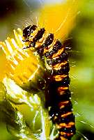 The Cinnabar Moth - larva on Ragwort. (Photo by: Steve J. McWilliam)
