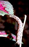 The Convolvulus Hawk-moth larva (Agrius convolvuli) (Photo by: Steve J. McWilliam)