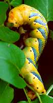 The Death's-head Hawk-moth larva (Acherontia atropos) (Photo by: Steve J. McWilliam)