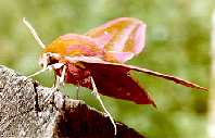 The Elephant Hawk-moth (Deilephila elpenor) (Photo by:  Steve J. McWilliam)