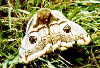 A Female Emperor Moth (Pavonia pavonia) (Photo by: Steve J. McWilliam)
