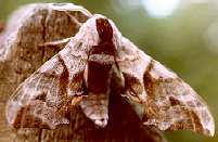 The Eyed Hawk-moth (Smerinthus ocellata Linnaeus) (Photo by: Steve J. McWilliam)
