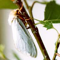 The Ghost Moth (Hepialus humuli humuli) - a male. (Photo by: Steve J. McWilliam)