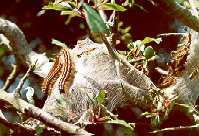 Lackey Moth (Malacosoma neustria) larvae in a larval nest (Photo by: Steve J. McWilliam)