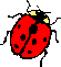 Seven-spot Ladybird