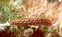 The Oak Eggar (Lasiocampa quercus quercus) - a larva. (Photo by: Steve J. McWilliam)