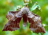 The Poplar Hawk-moth (Laothoe populi Linnaeus) (Phot by: Steve J. McWilliam)
