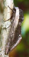 The Privet Hawk-moth (Sphinx ligistri) (Photo by: Steve J. McWilliam)