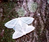 Light Emeralds (Campaea margaritata) in cop. (Photo by: Steve McWilliam)